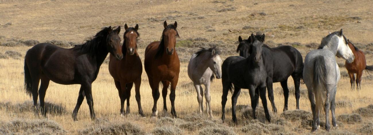 Picture of Horses from the Adobe Town HMA