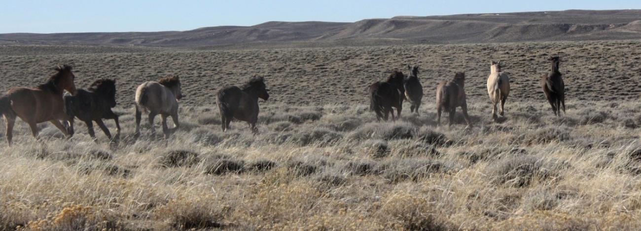 Horses in Antelope Hills HMA