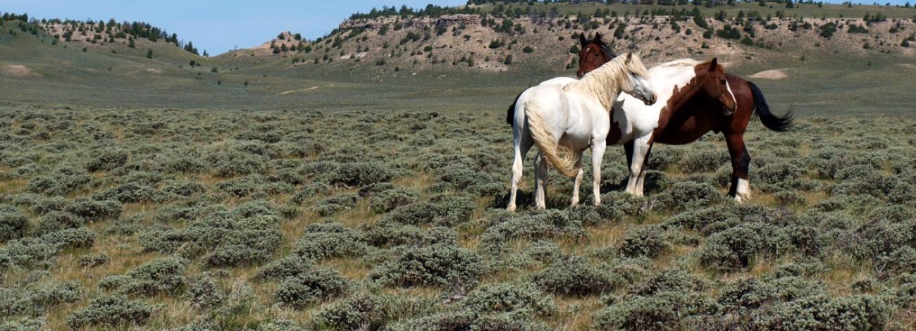 Horses in a plain field on a clear sunny day