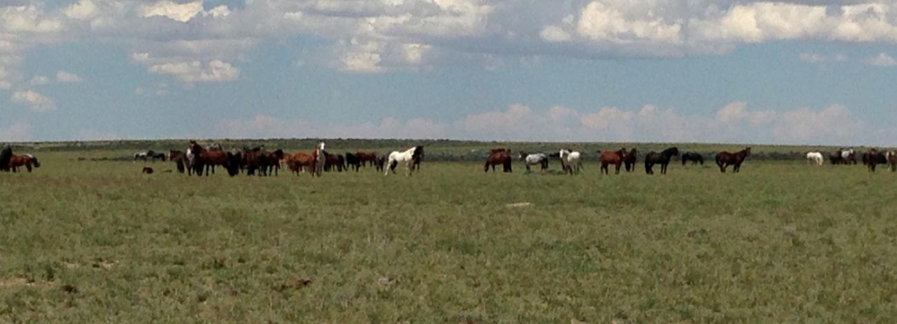 Horses in Lost Creek HMA