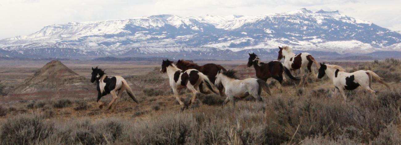 Horses running through a field with gorgeous mountains in the background