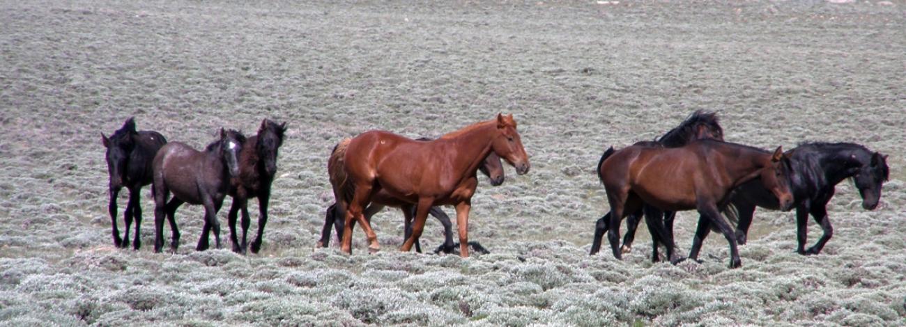 Horses gathered around in Stewart Creek HMA