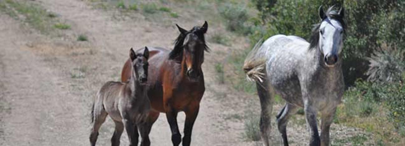 Three wild horses stand on a dirt path bordered by dry, sparse vegetation and green shrubs.