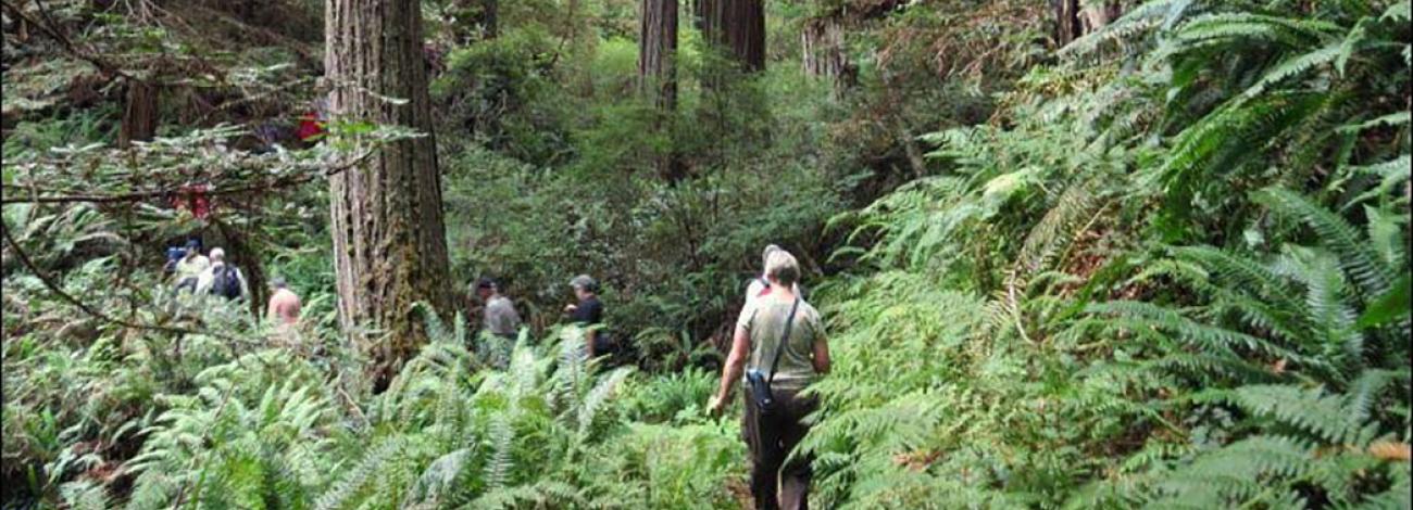 A group of hikers walks along a narrow trail through a dense forest filled with tall redwood trees and lush green ferns, moving deeper into the shaded, natural landscape.