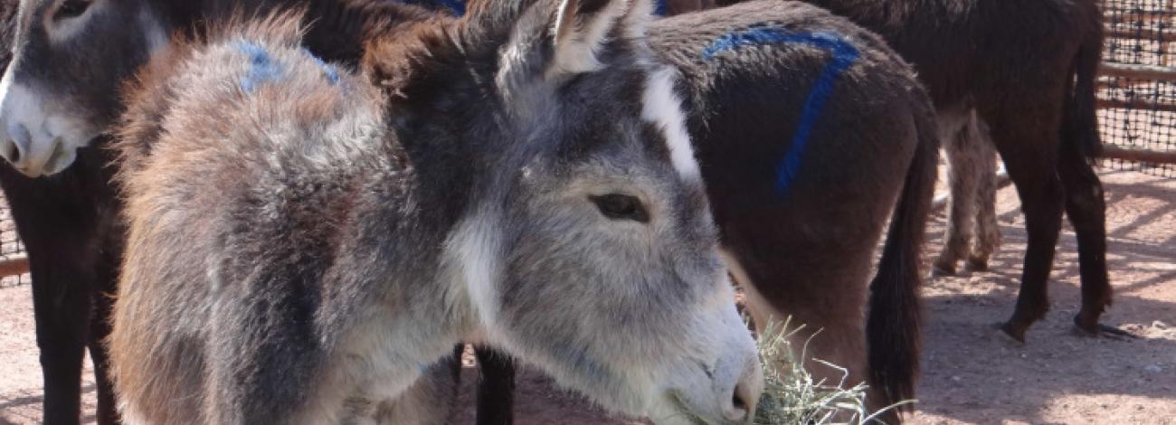 Several burros standing in a pen, eating. 