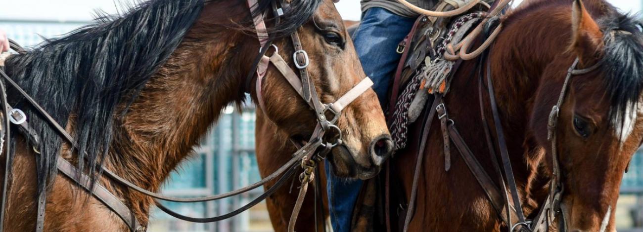 Close-up view of two saddled horses standing side by side, their reins and tack visible, with a rider’s legs and gear partially in frame.