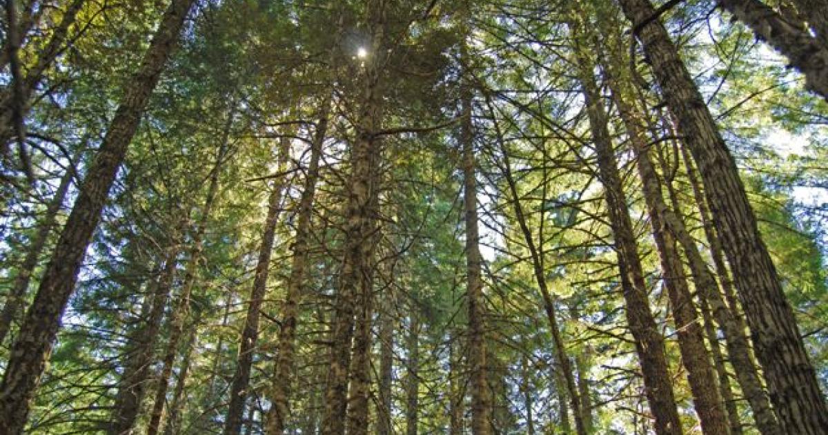 BLM timber sales in Oregon bring in nearly $13.5 million | Bureau of ...