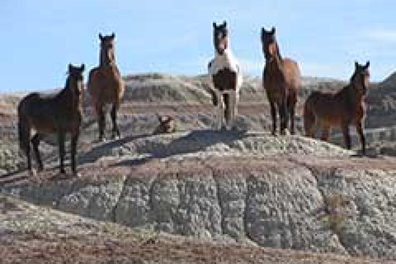 Wild horses stand on a colorful rock outcropping in the Fifteenmile area