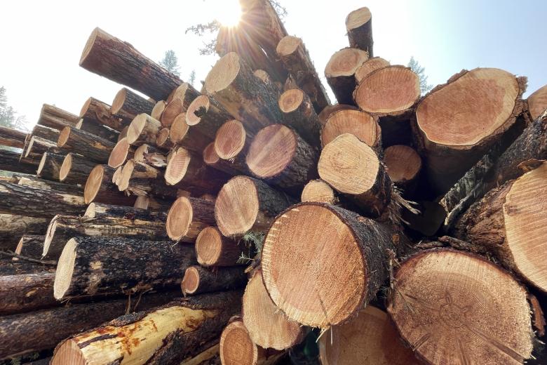 Timber Sales Image