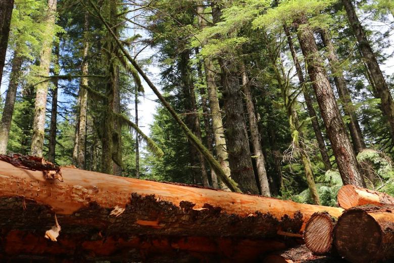 cut logs shown as part of a timber thinning demonstration at Gordon Creek, which is a part of the Lower Sandy River Watershed, east of Portland