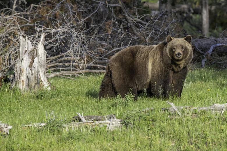 A robust grizzly walking through a forested landscape.