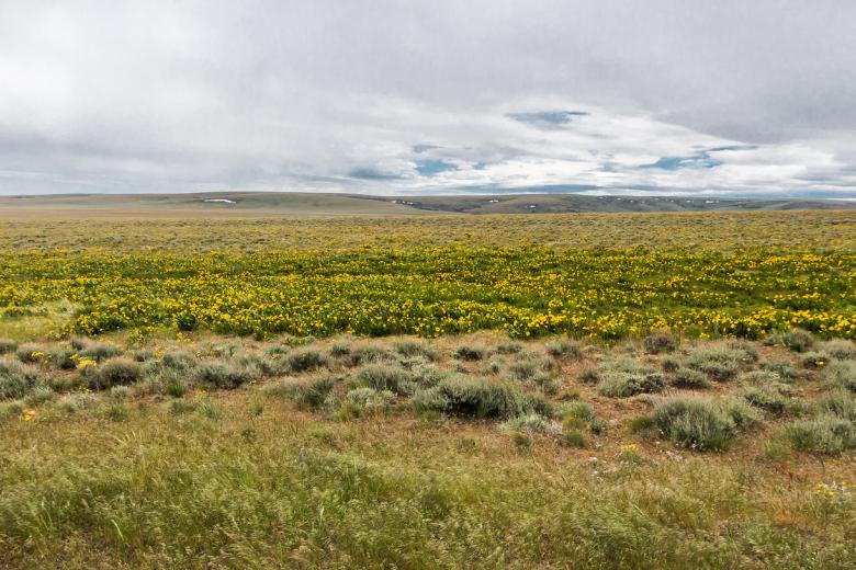 A grassy landscape covered in yellow flowers and sagebrush. 