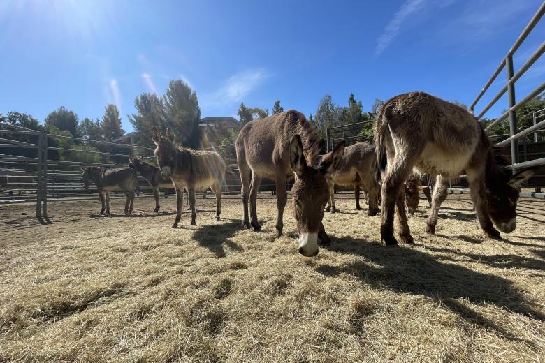 Wild burros in the corral 