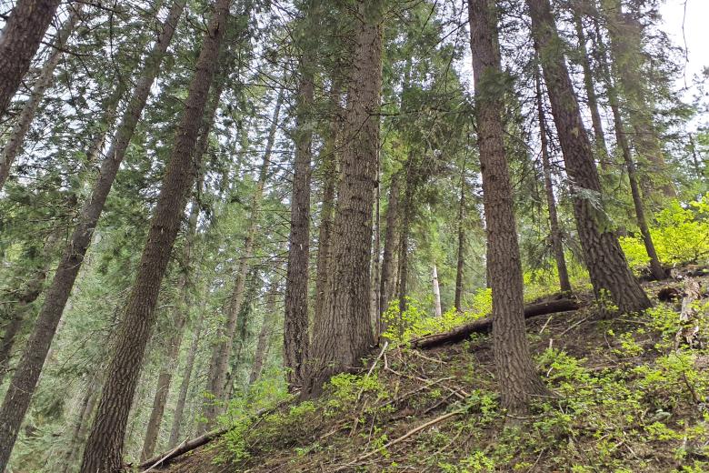 Picture of forest available for harvest in the Trail Ridge timber sale. Ryan Rambur, IDL (used with permission)