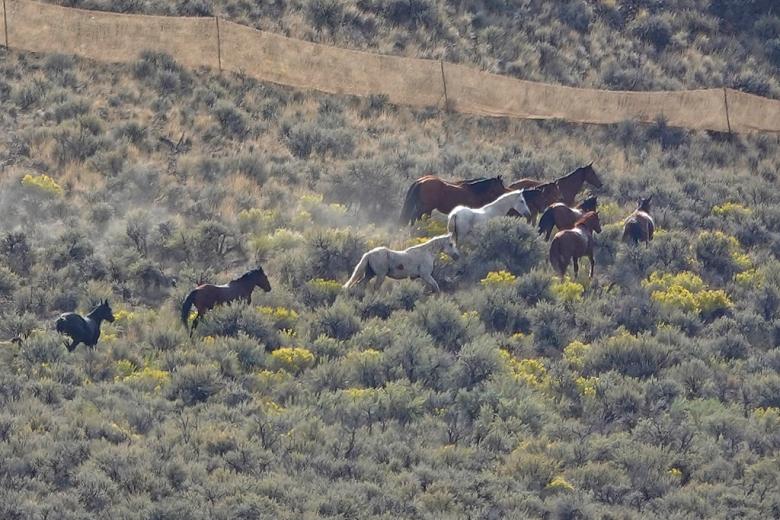 Challis wild horses are gathered in 2026