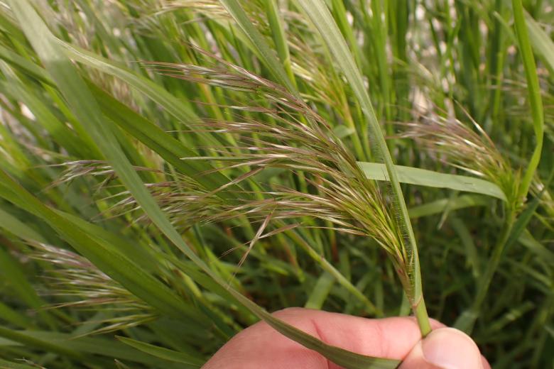 seed head of cheatgrass
