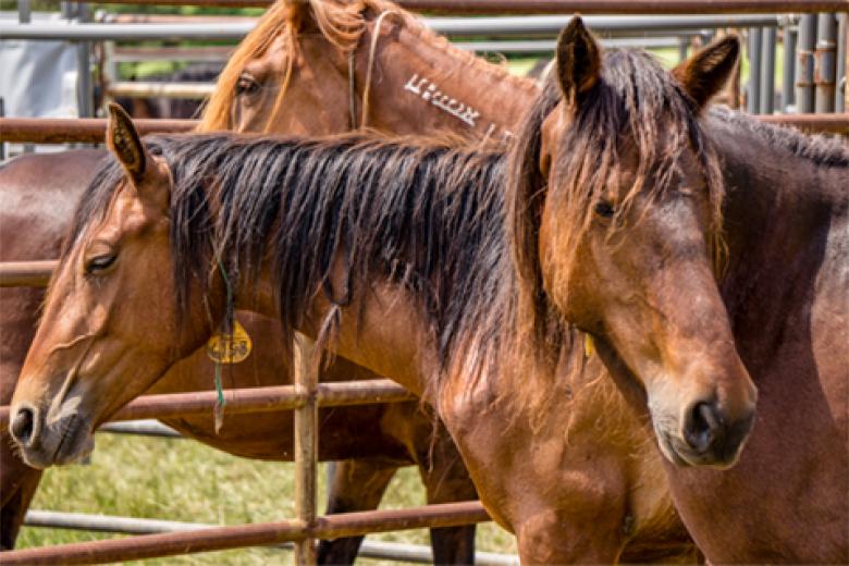 Wild-Horse-and-Burro