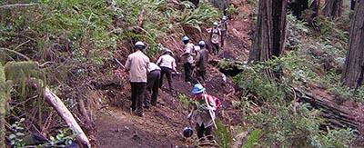 A crew of people wearing hard hats and work gloves maintains a forest trail, using tools to clear and shape the path amid dense ferns, fallen logs, and tall trees.