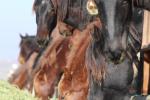 Horses eating hay