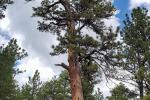 Jennifer Walker standing beside a massive Ponderosa pine with her hand on the tree. 