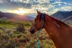A wild horse with a freeze mark and halter. 