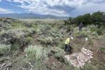 Historically, the Gunnison sage-grouse has had a presence near Poncha Pass at the north end of Colorado’s San Luis Valley. Recent efforts have sought to repopulate the area with the threatened species, with significant work aimed toward habitat restoration as seen here.