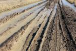 A dirt road is filled with muddy ruts and standing water.