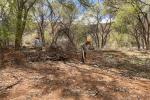 Volunteers remove invasive understory from a cottonwood forest