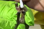a person wearing green gloves holds a bat while another person swabs it for scientific study.