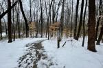 An empty hiking trail running through a snowy winter landscape with bare trees