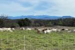 goats grazing in a green field with snow capped mountains in the background