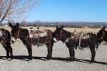 Four burros stand in a line at the WY honor farm event