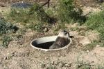 The wild burro's face could be seen peeking out from the septic tank.