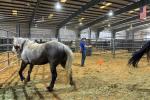 Megan Velasquez, WHB Compliance Specialist moves horses in one of the corrals.