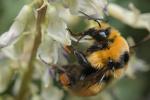 Close up of a bumble bee on a flower