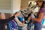 A person in a hat holds a haltered burro visiting senior citizens at a care home