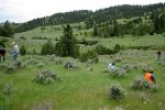 Workers working on the range for grazing