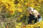 Jennifer Wheeler from the BLM’s Arcata Field Office on California’s North Coast uses a Weed Wrench to pull invasive bright yellow Scotch broom.