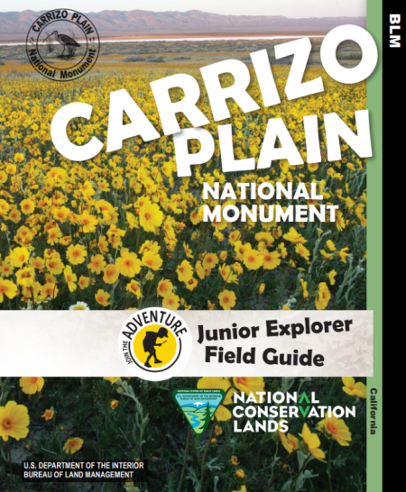 Junior Ranger Book cover with a picture of a field of yellow flowers.