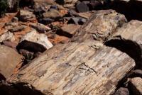 petrified wood